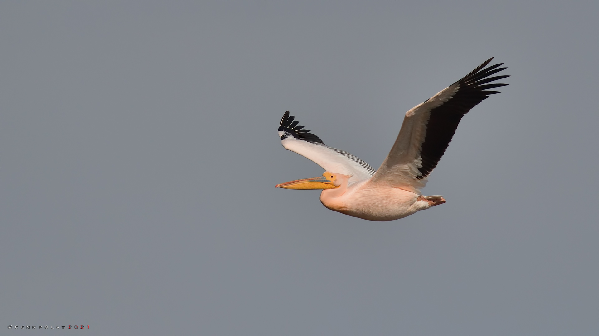 Great White Pelican